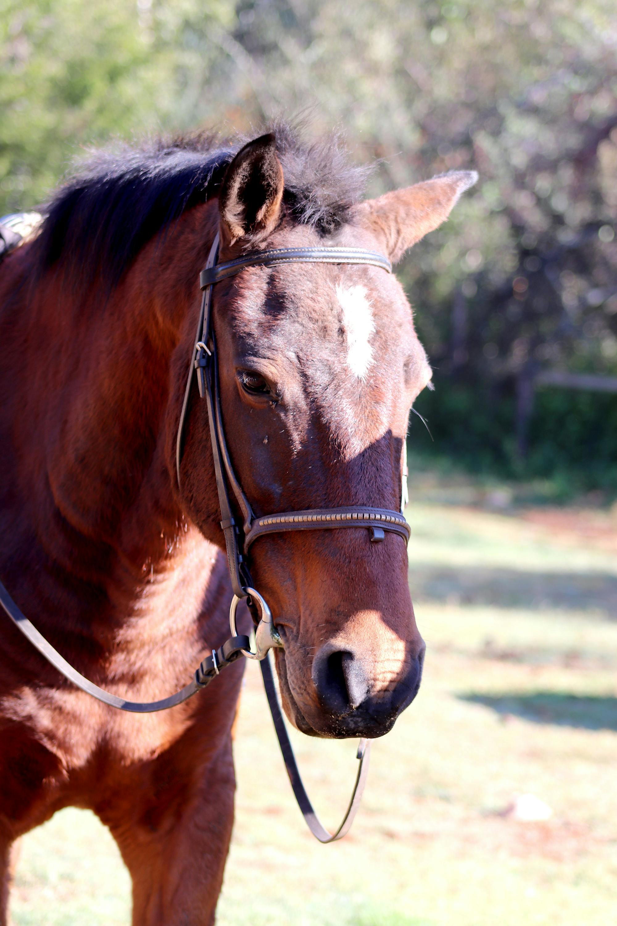 Free stock photo of horse, horse head