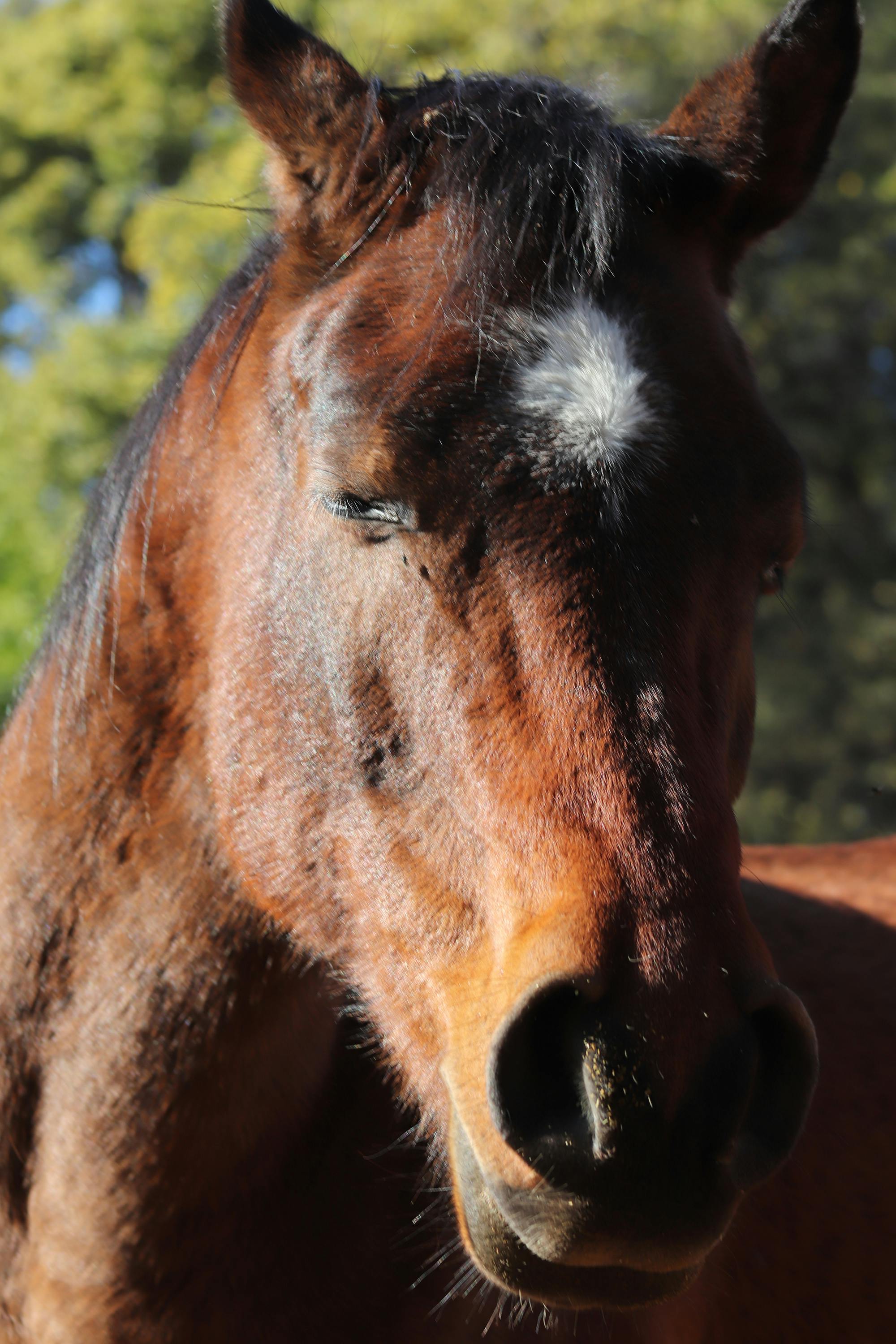 Free stock photo of eyes closed, horse, horse head