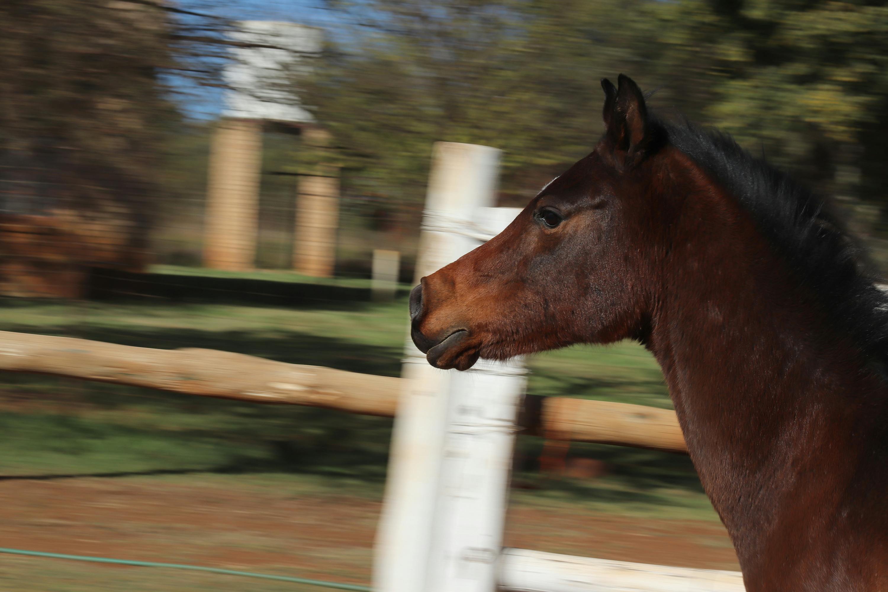 Free stock photo of fast, horse, horse head