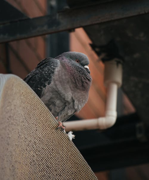 Foto profissional grátis de aviário, columbidae, columbiformes