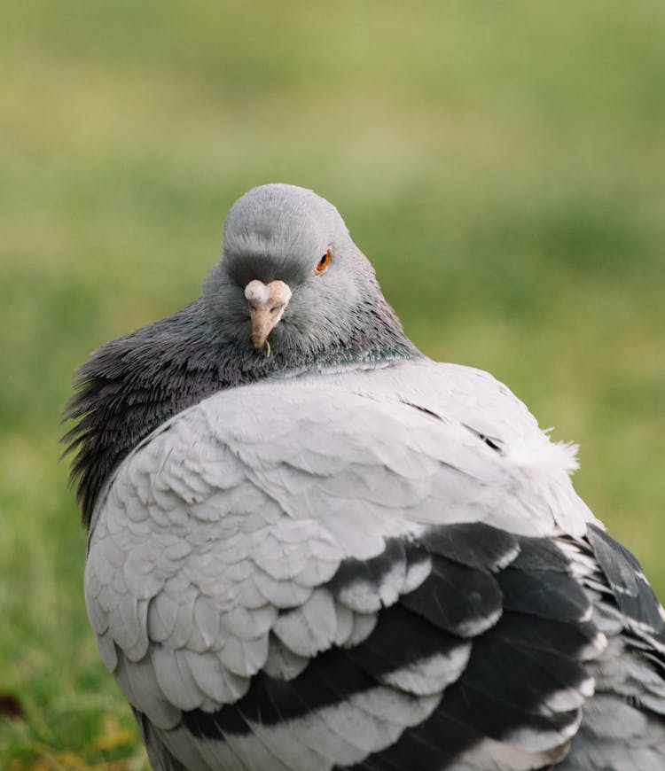 Gray Pigeon On Green Grass