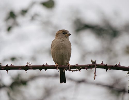 Sparrow on a Prickly Tree Branch