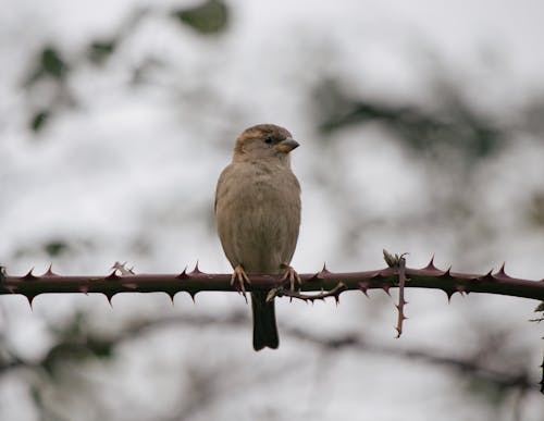 Foto profissional grátis de aviário, empoleirado, fotografia de aves