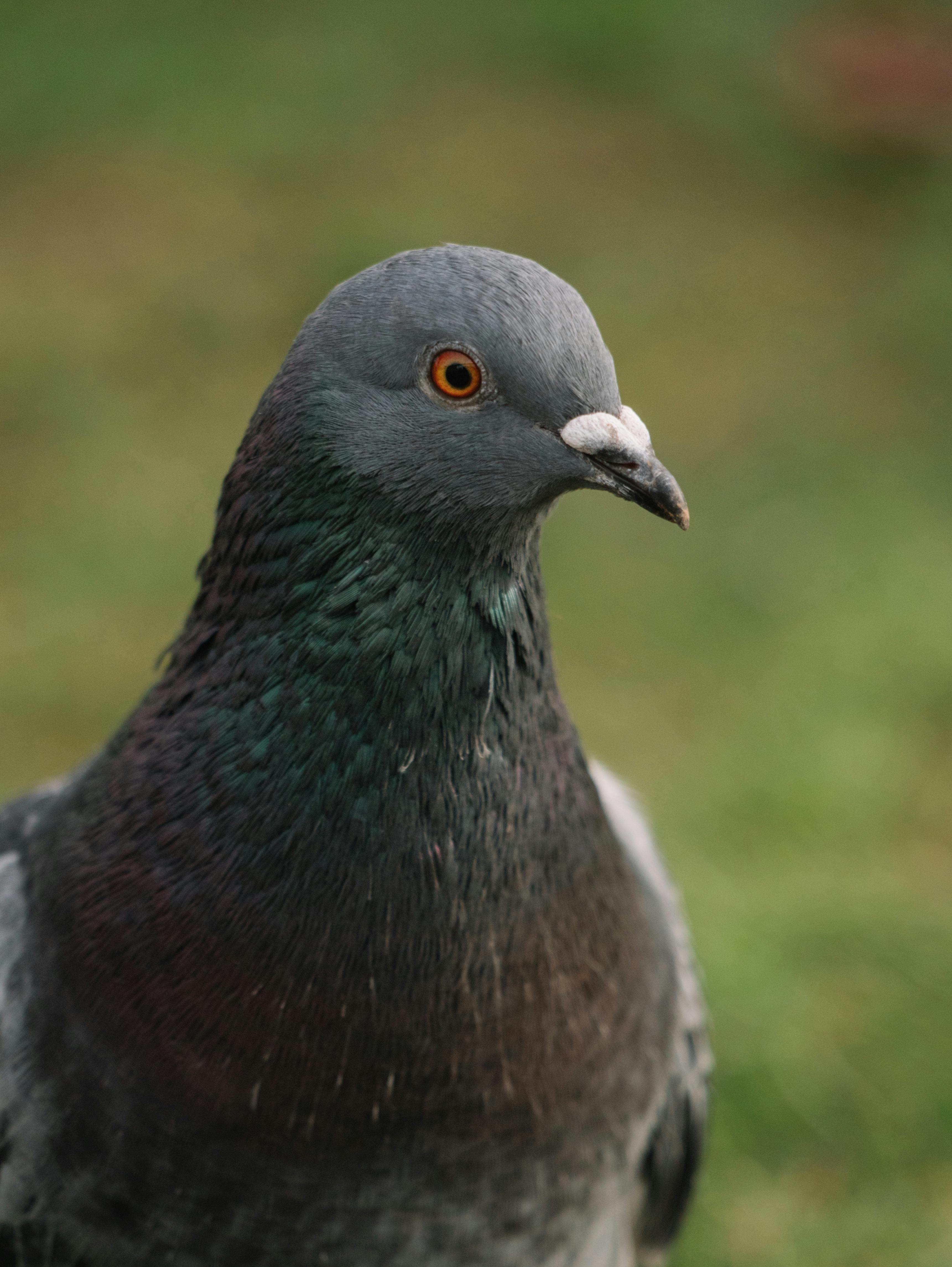 Black and Gray Pigeon in CloseUp Photography · Free Stock Photo