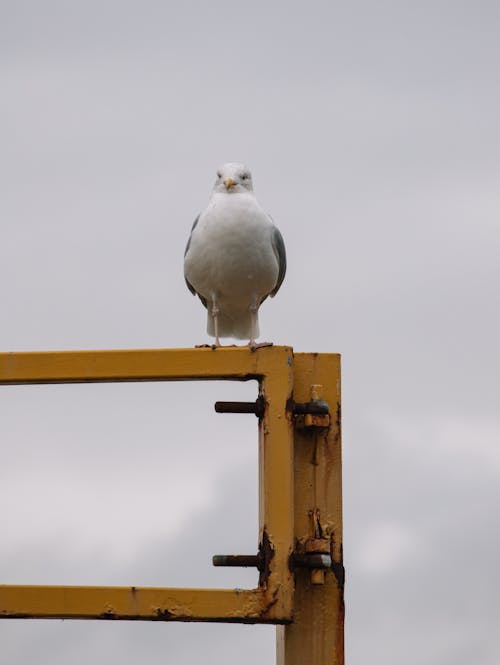 Free Perched Seagull on a Metal Rail Stock Photo