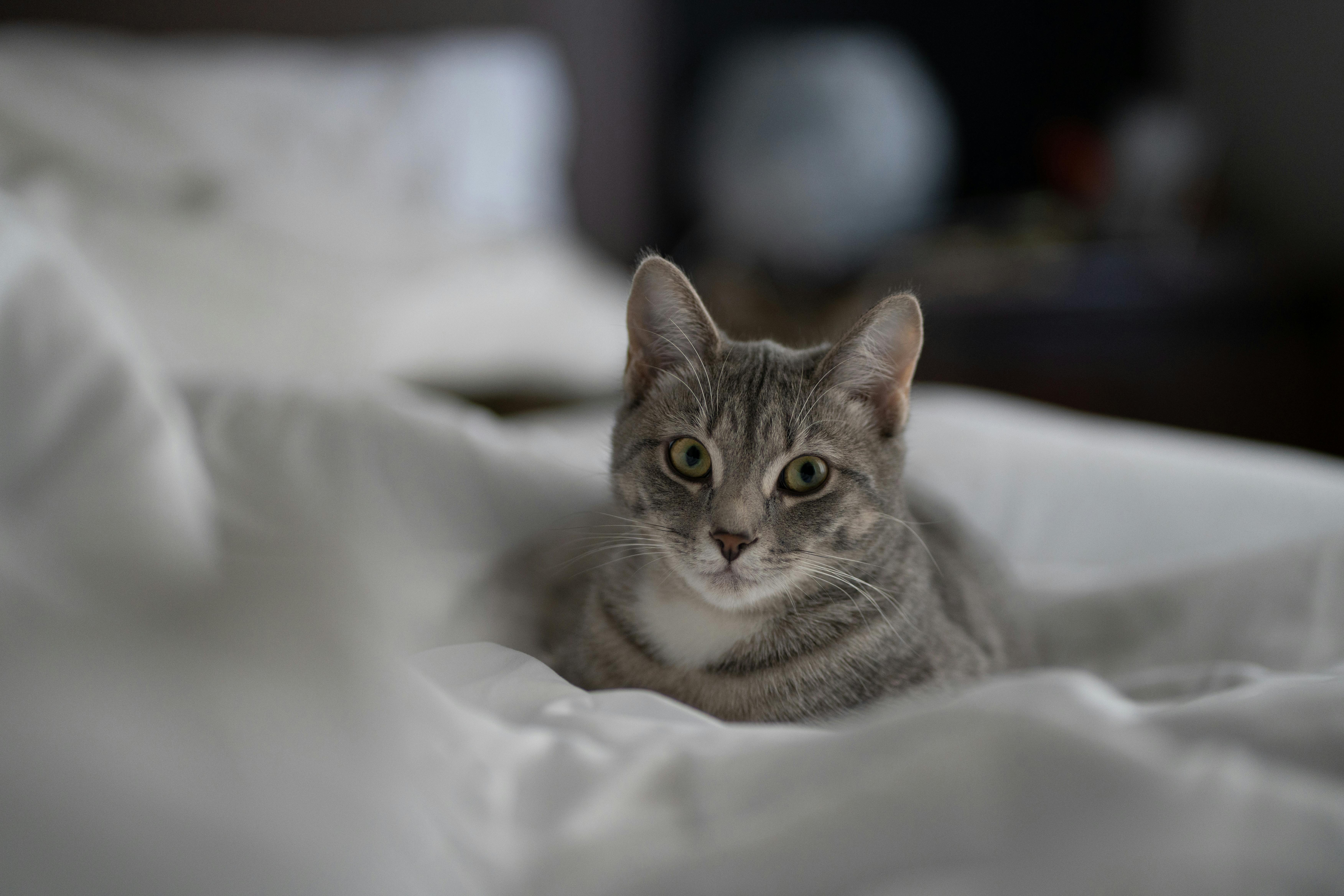 Silver Tabby Cat on White Textile · Free Stock Photo