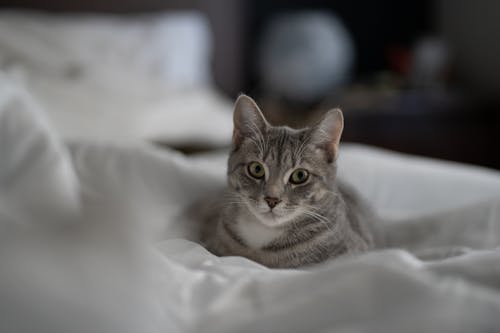 Free Silver Tabby Cat on White Textile Stock Photo