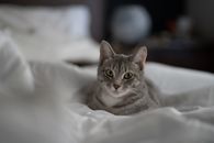Silver Tabby Cat on White Textile