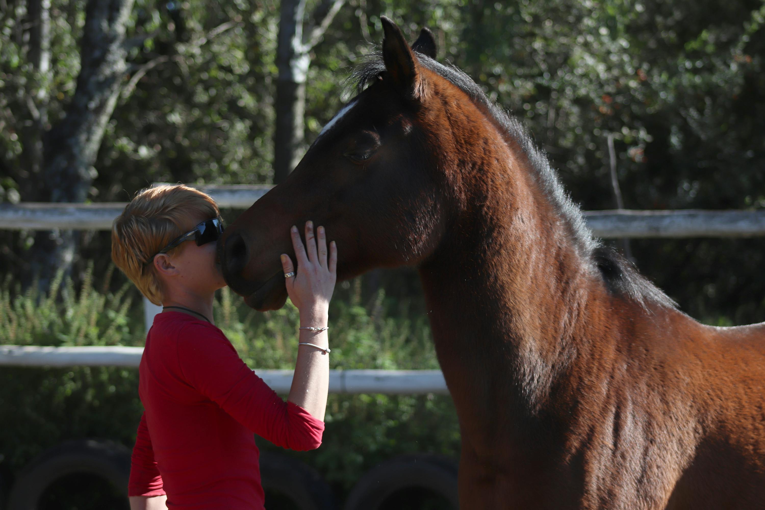 Free stock photo of horse, kiss, kissing