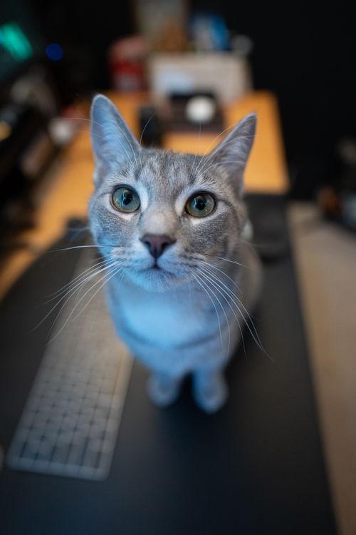 Free A curious tabby cat with striking eyes sits indoors, showcasing its whiskers. Stock Photo