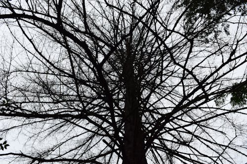 Fotos de stock gratuitas de árboles desnudos, foto de ángulo bajo, monocromo