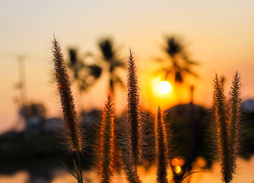 Free stock photo of background, nature, sunset