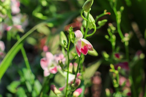 Free stock photo of flower, orchid