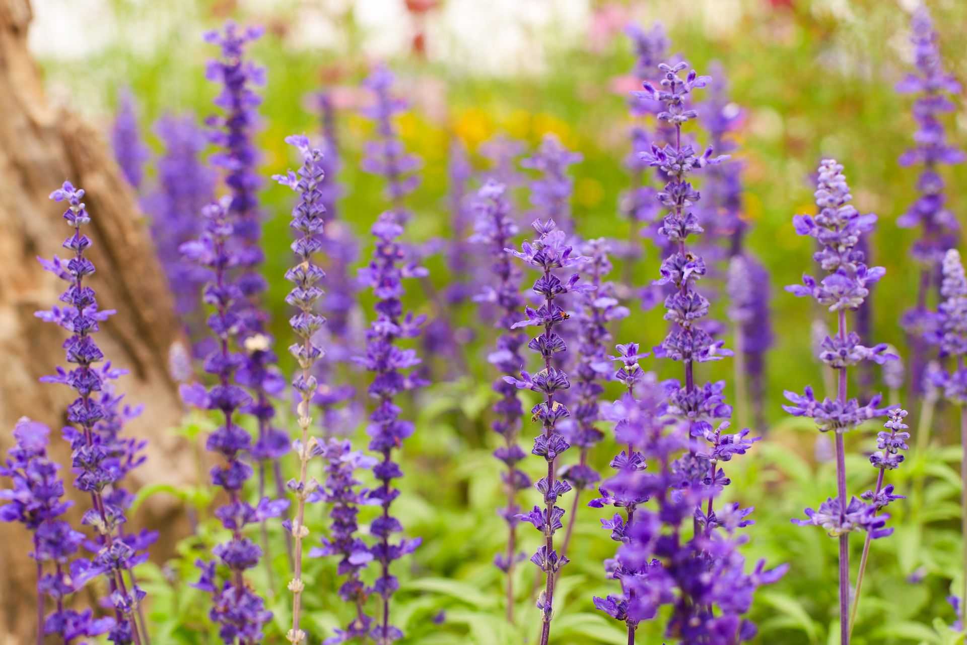 A vibrant garden in Laos showcases blooming lavender flowers, exuding freshness and delicate beauty.