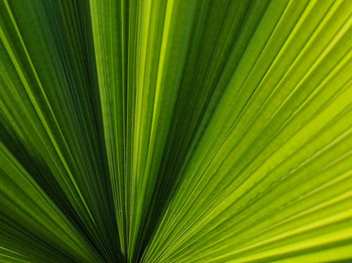 Darmowe zdjęcie z galerii z liść palmowy, świeżość, tekstura