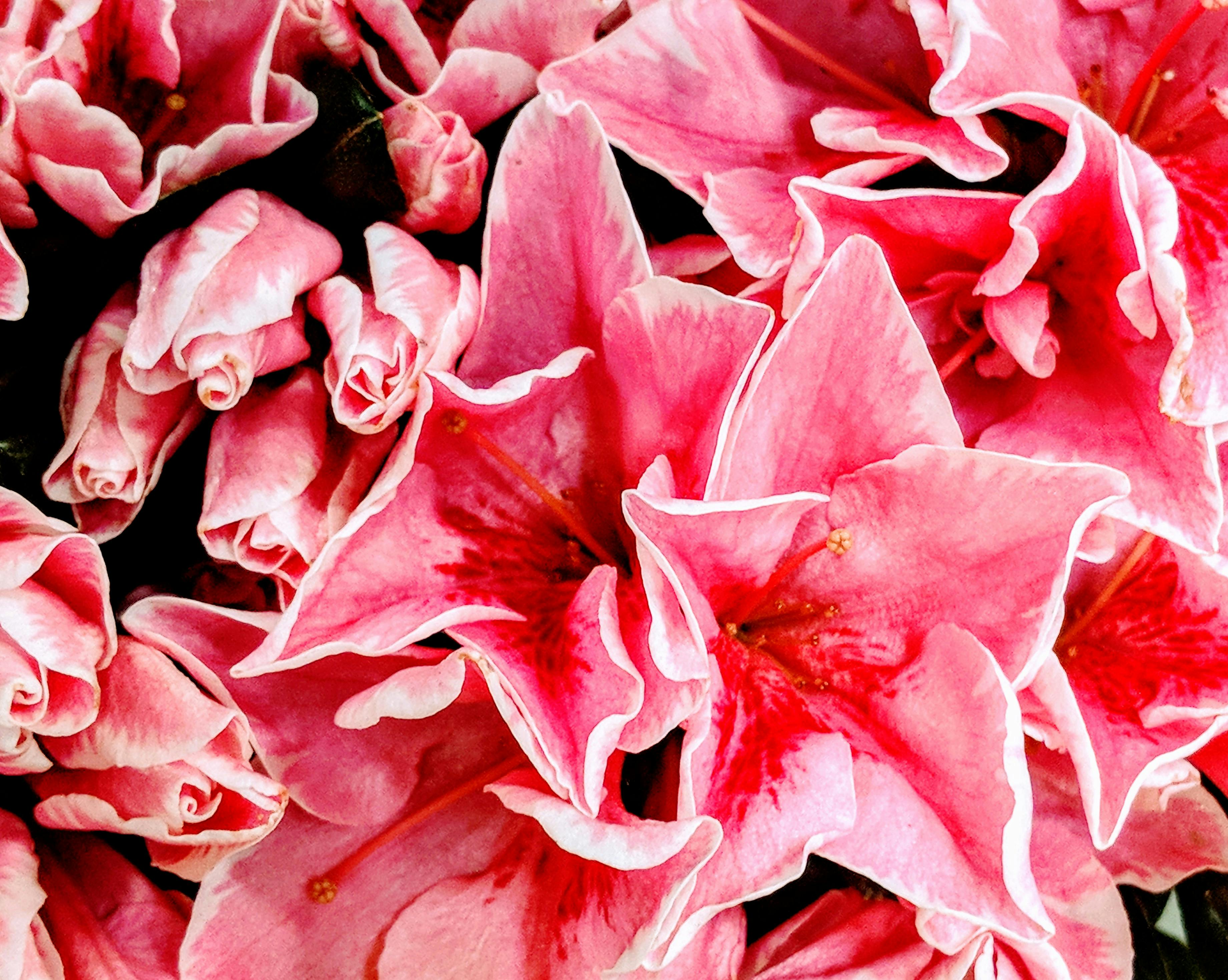 Free stock photo of blooming, close up, hot pink