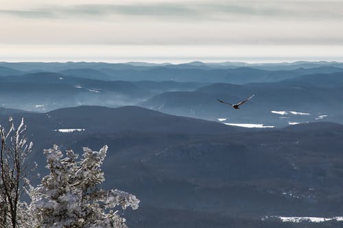 Free Bird Flying over the Mountains Stock Photo
