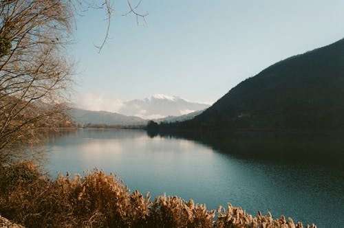 Fotos de stock gratuitas de al aire libre, árboles marrones, calma