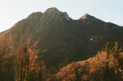 Brown Trees Near Mountain