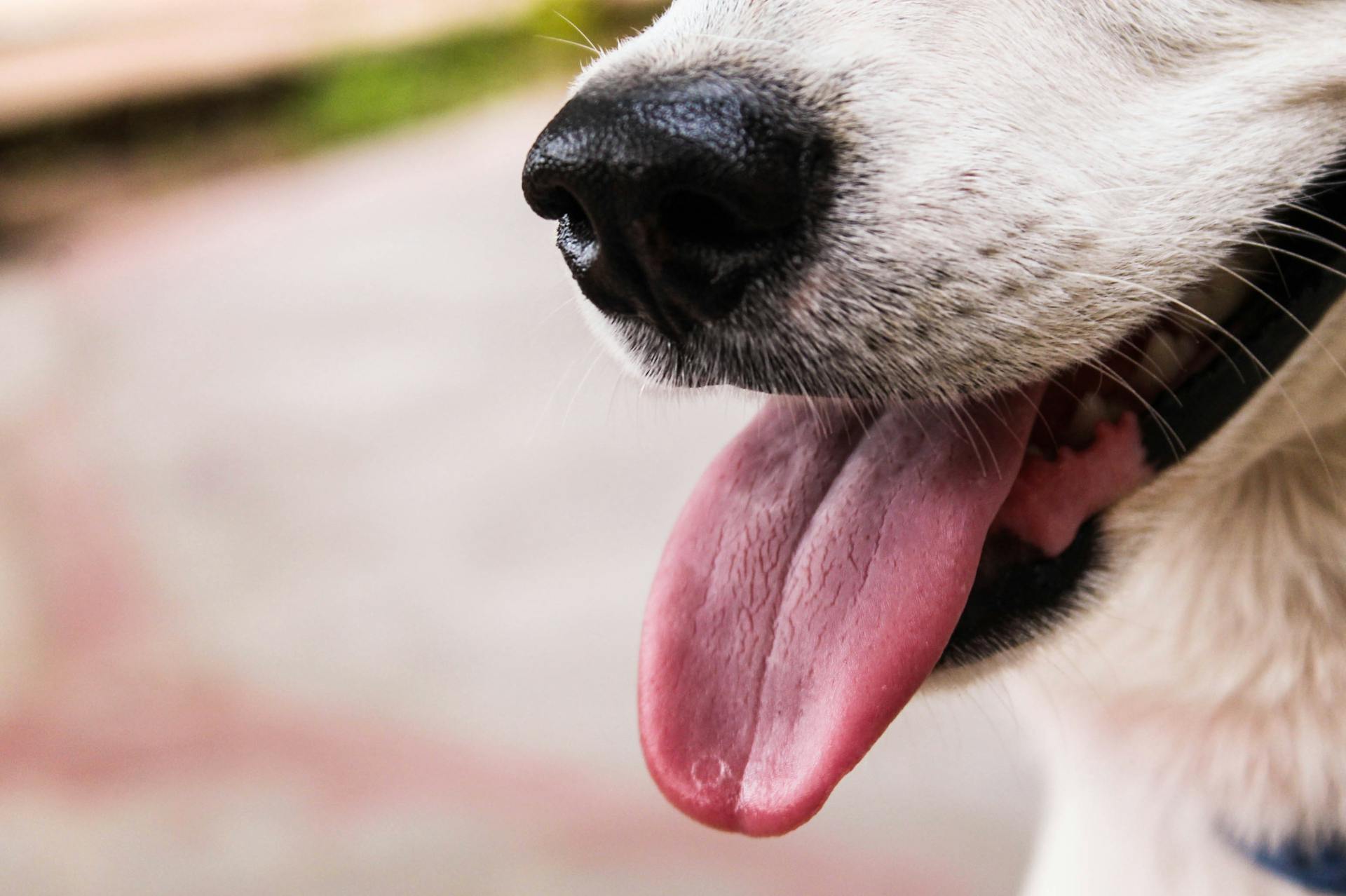 Close-up foto van een hond die zijn tong laat zien