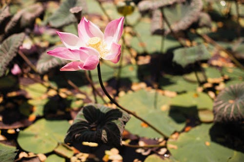 Free Photograph of a Pink Lotus Flower in Bloom Stock Photo