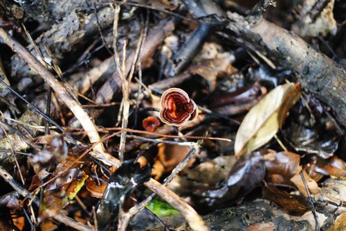 Free Close-up of Microporus mushroom surrounded by twigs and leaves in a forest setting. Stock Photo