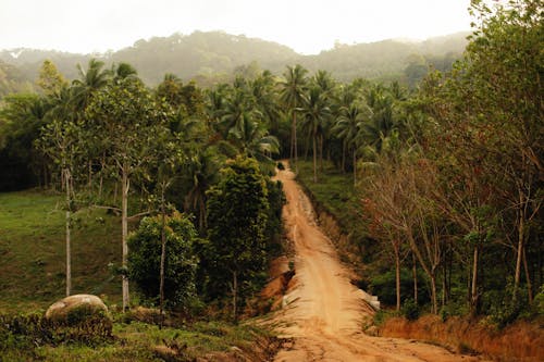Základová fotografie zdarma na téma džungle, les, špinavá cesta