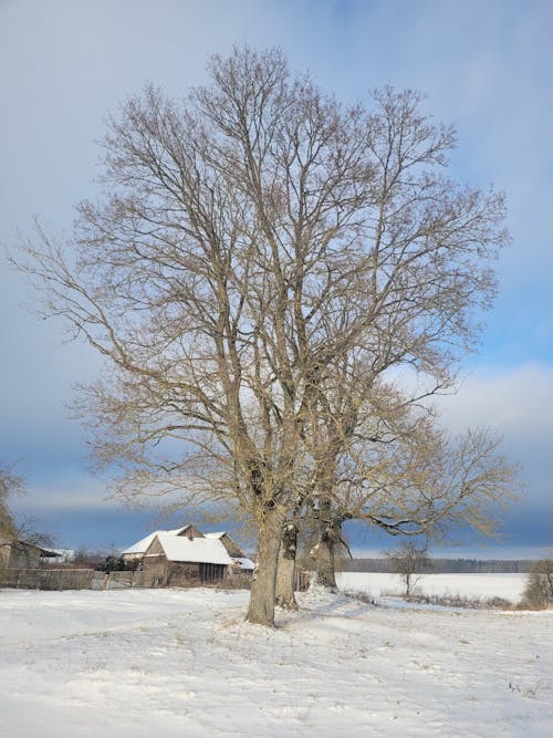 Základová fotografie zdarma na téma bezlisté stromy, holé stromy, mráz