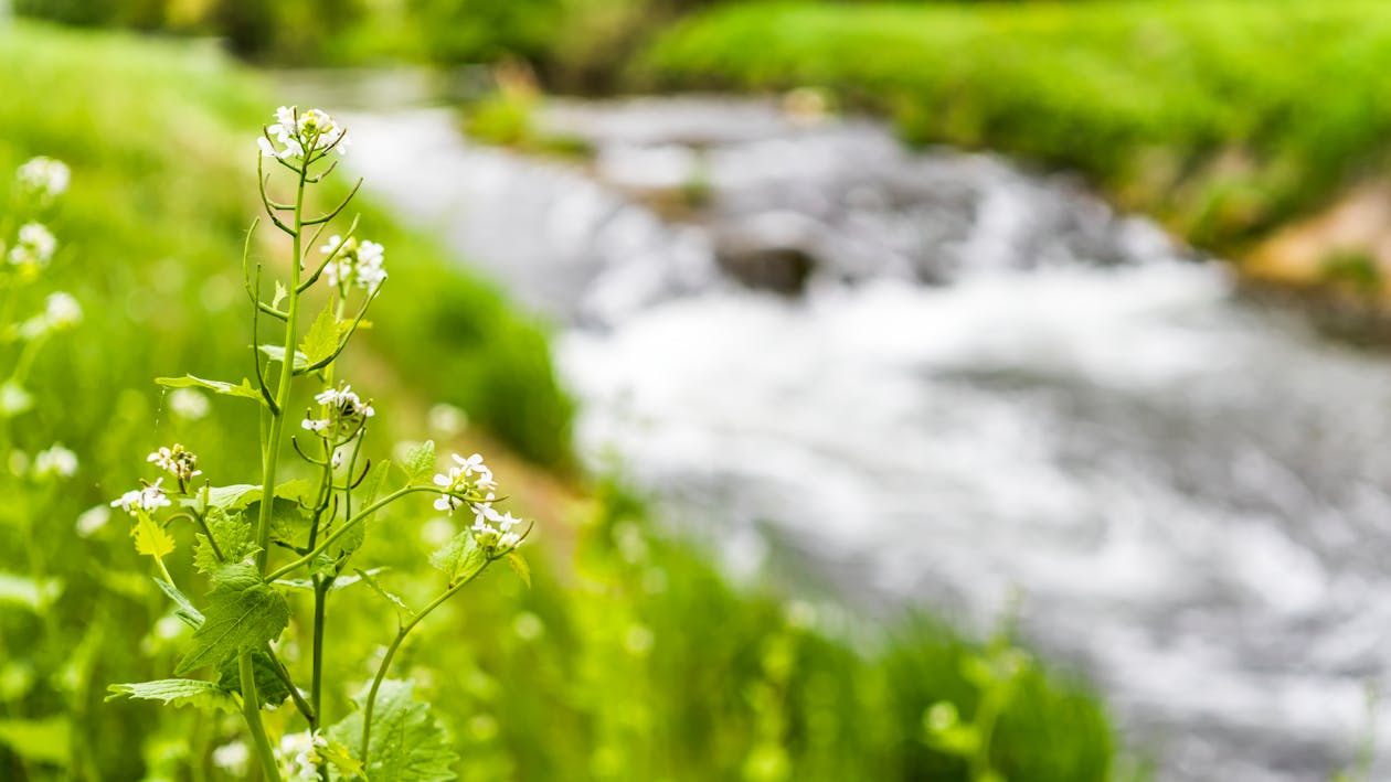 White Petaled Flowers Near the River Graphic Wallpaper