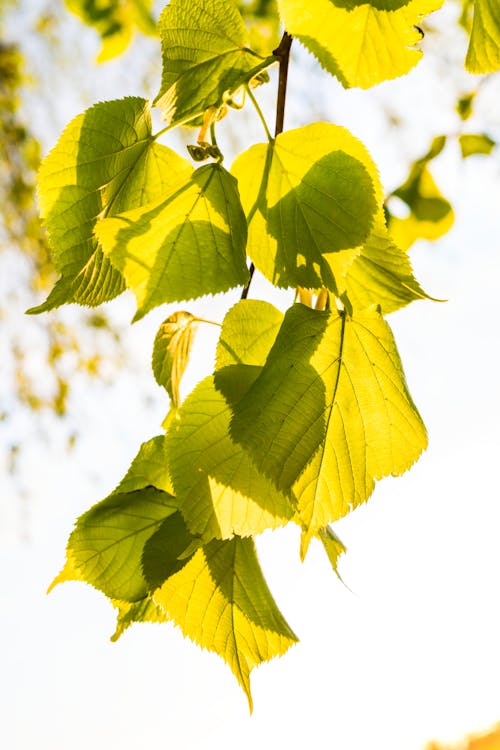 Free Selective Focus Photography of Green Leaves Stock Photo