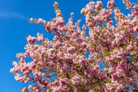 晴朗的蓝天下，美丽的樱花树盛开着