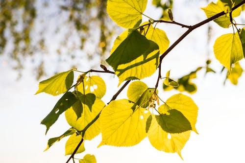 Free Green Leaf Tree Graphic Wallpaper Stock Photo