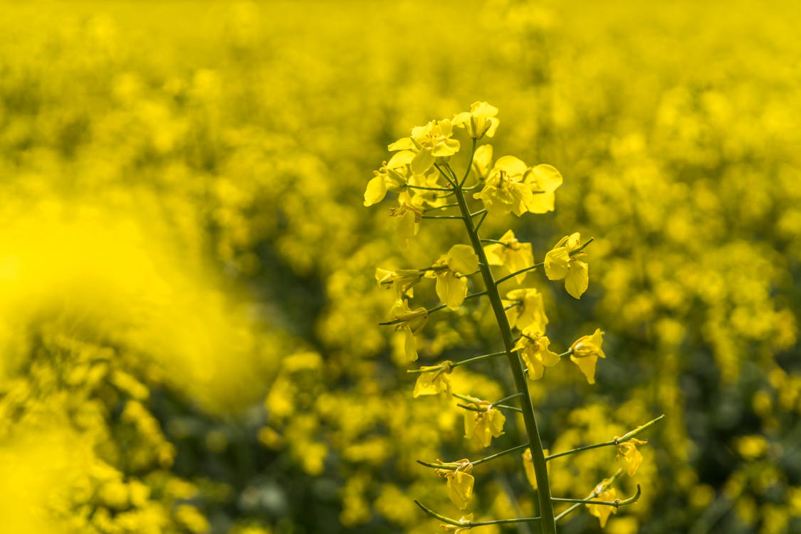 Free Yellow Petal Flowers Stock Photo