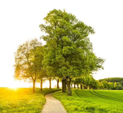 Free Trees With Pathway Stock Photo