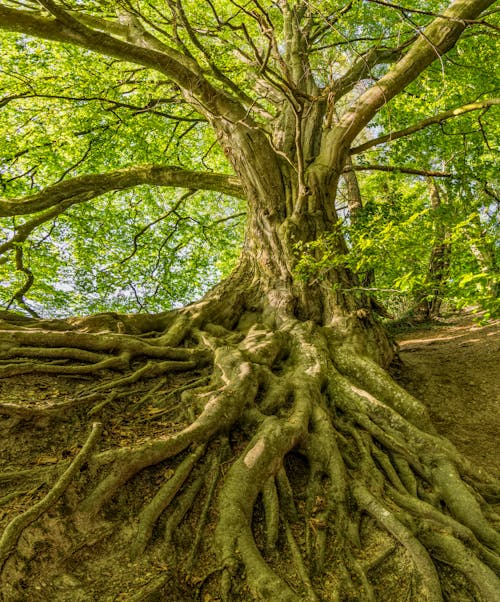 Foto d'estoc gratuïta de a l'aire lliure, arbre, arrel