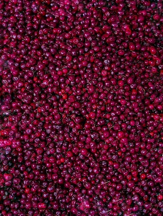 A Bulk of Fresh Cranberries