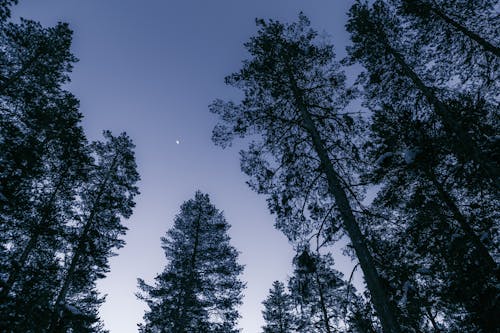 Foto d'estoc gratuïta de alt, arbres, bosc