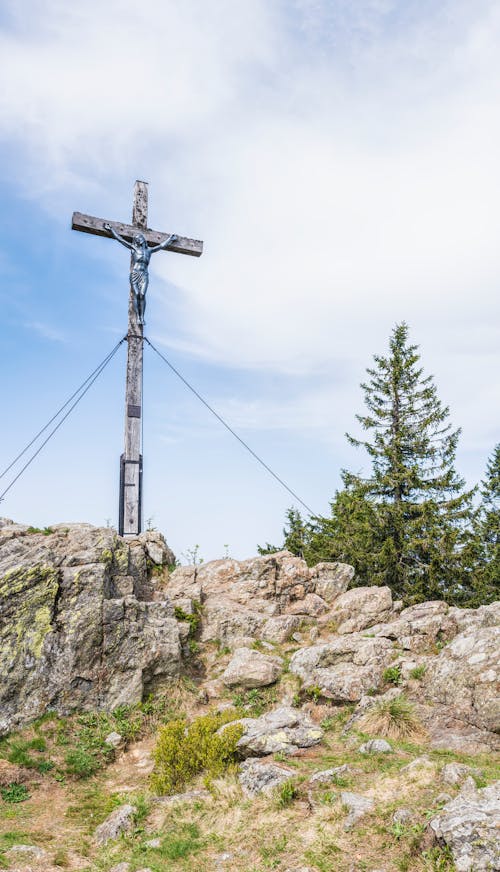 Foto d'estoc gratuïta de a l'aire lliure, alt, arbres