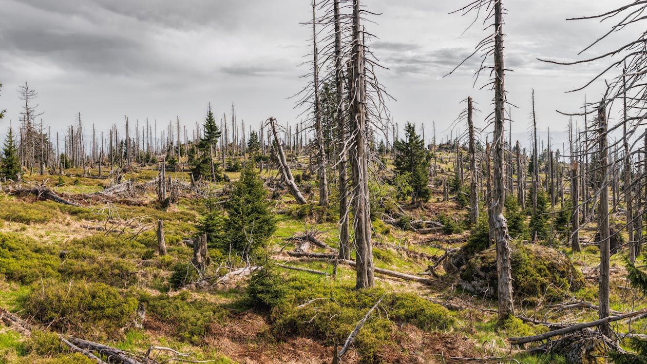 Pine Trees