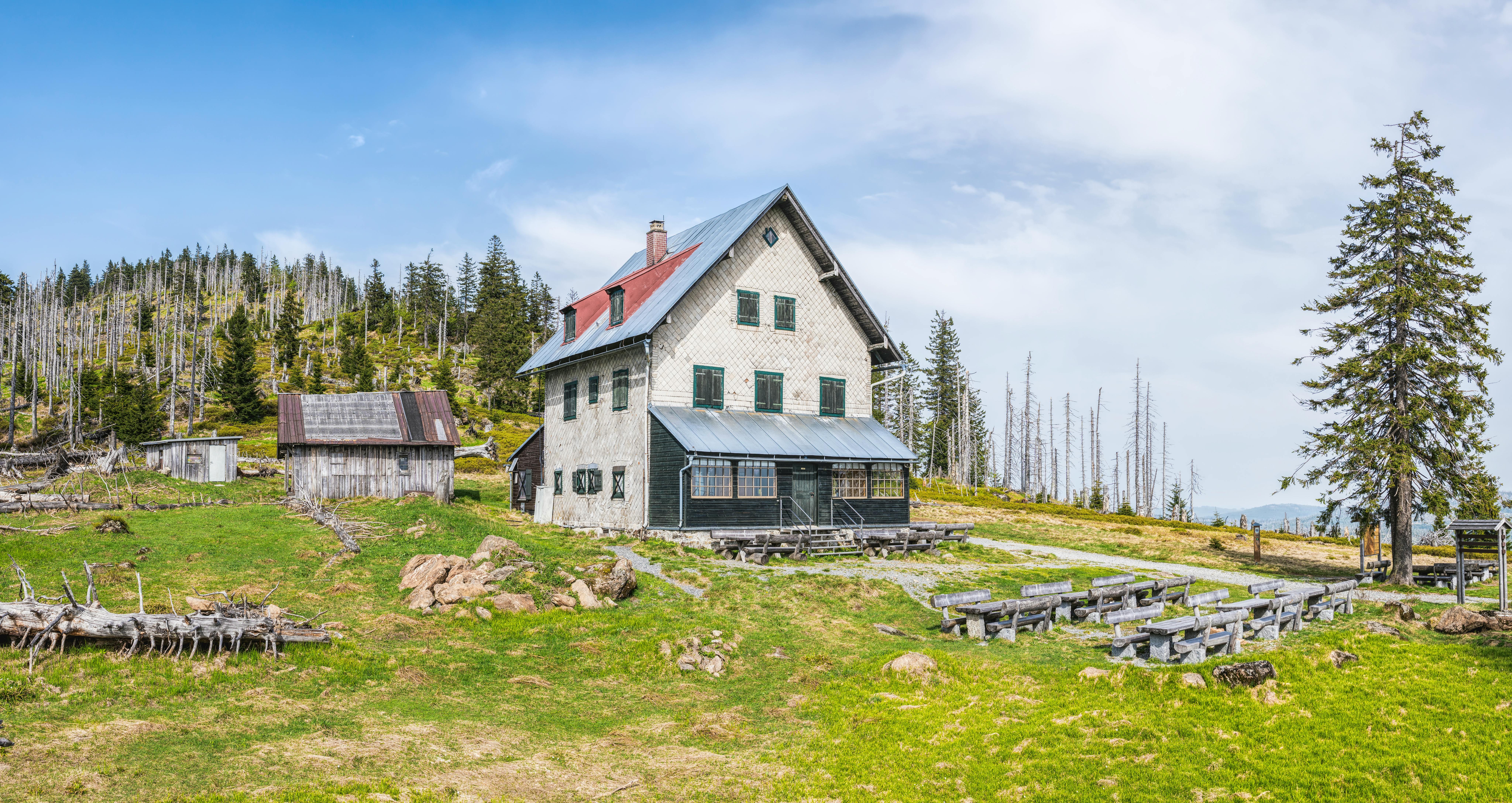 white house near pine trees