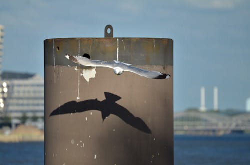 คลังภาพถ่ายฟรี ของ ท่าเรือ, นกนางนวล, ฮัมบูร์ก