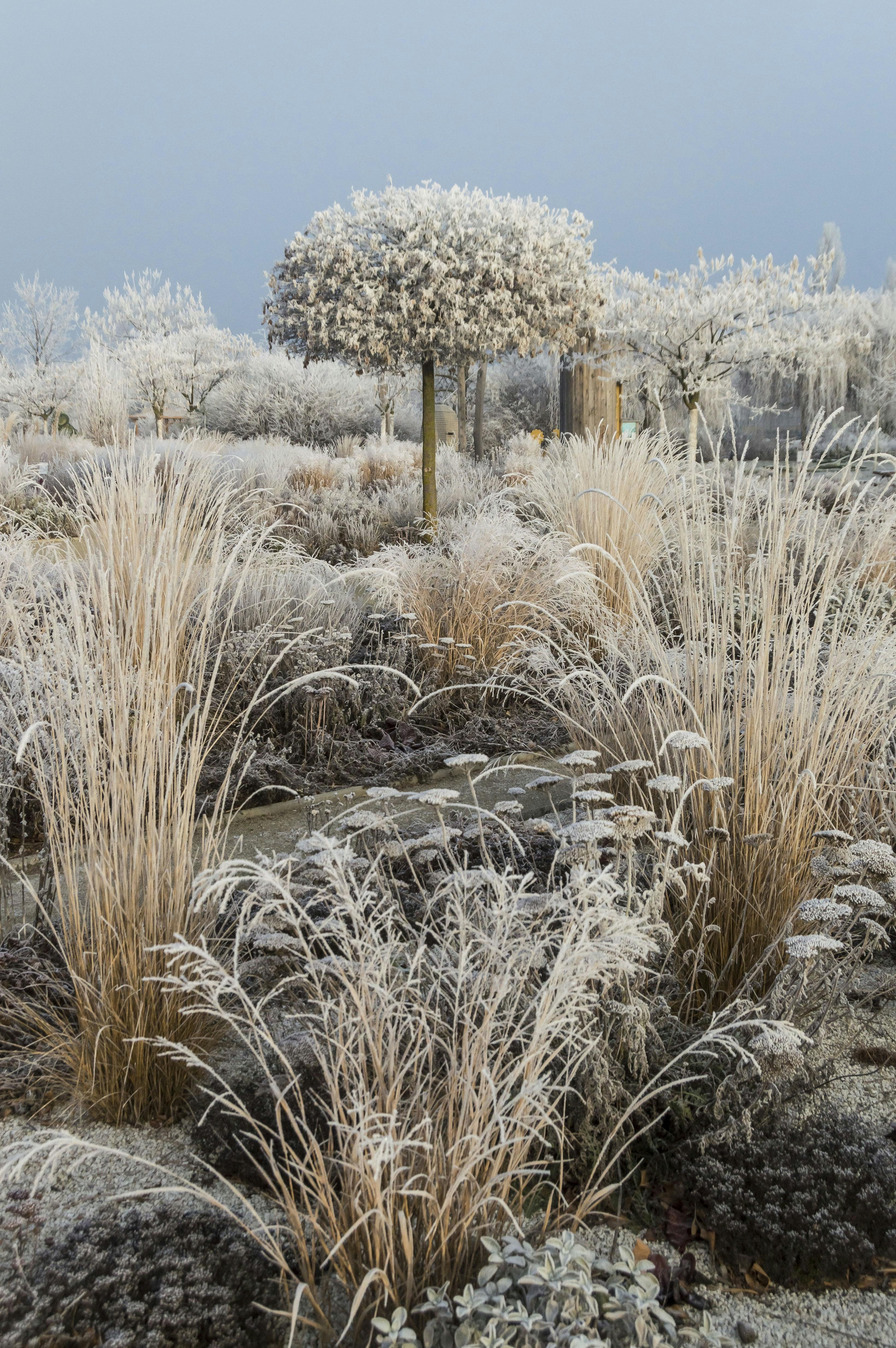 frosty plants in the garden