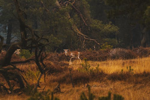 갈색 잔디, 나무, 동물 사진의 무료 스톡 사진