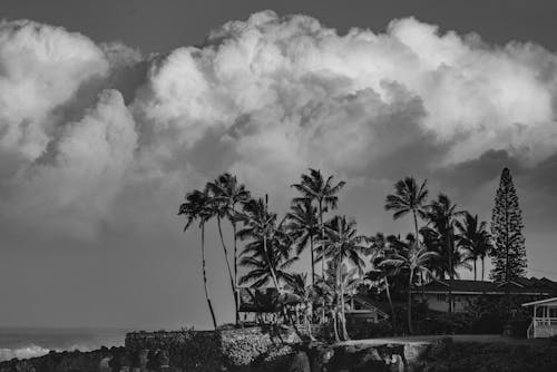 Grayscale Photo of Trees Under Cloudy Sky