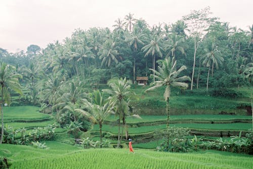 Foto profissional grátis de agricultura, arroz, árvore