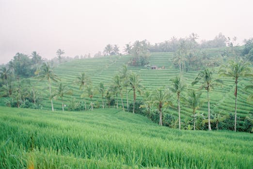Vibrant green rice terraces in Bali, Indonesia under soft daylight.