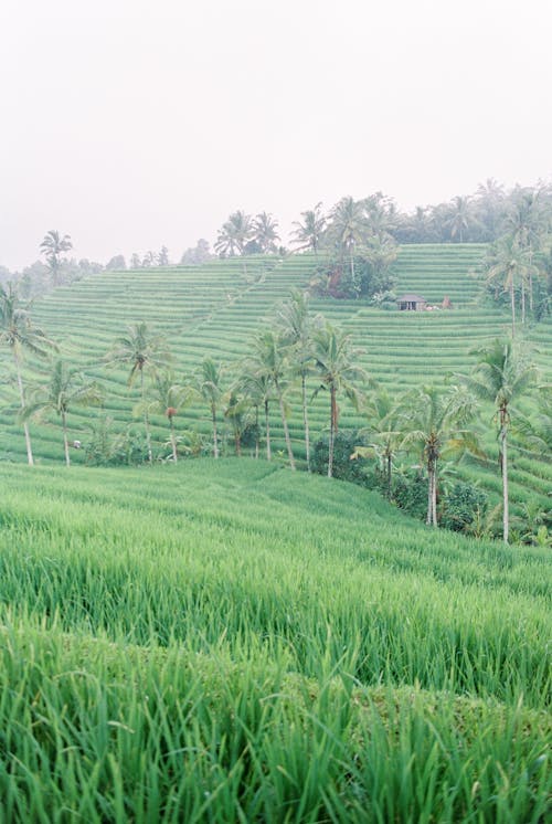 Photo of Trees and Rice Terraces