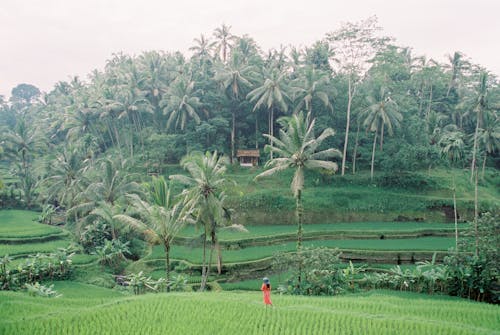 Fotos de stock gratuitas de agricultura, arrozales, campo