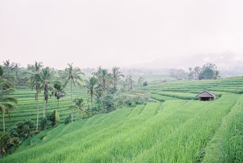 Foto profissional grátis de agricultura, área, arrozais
