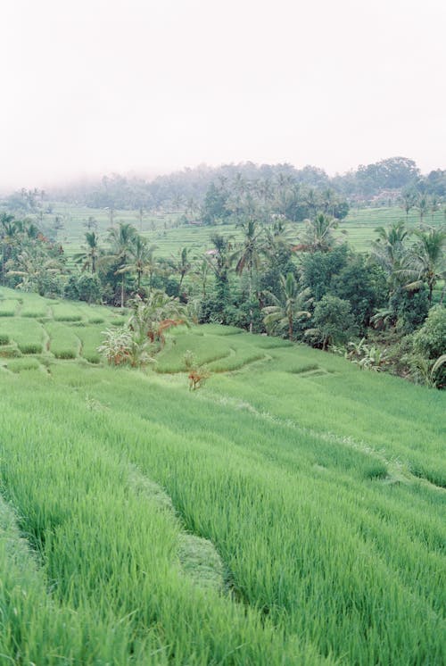 Aerial View of Green  Rice Fields